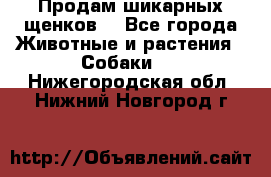 Продам шикарных щенков  - Все города Животные и растения » Собаки   . Нижегородская обл.,Нижний Новгород г.